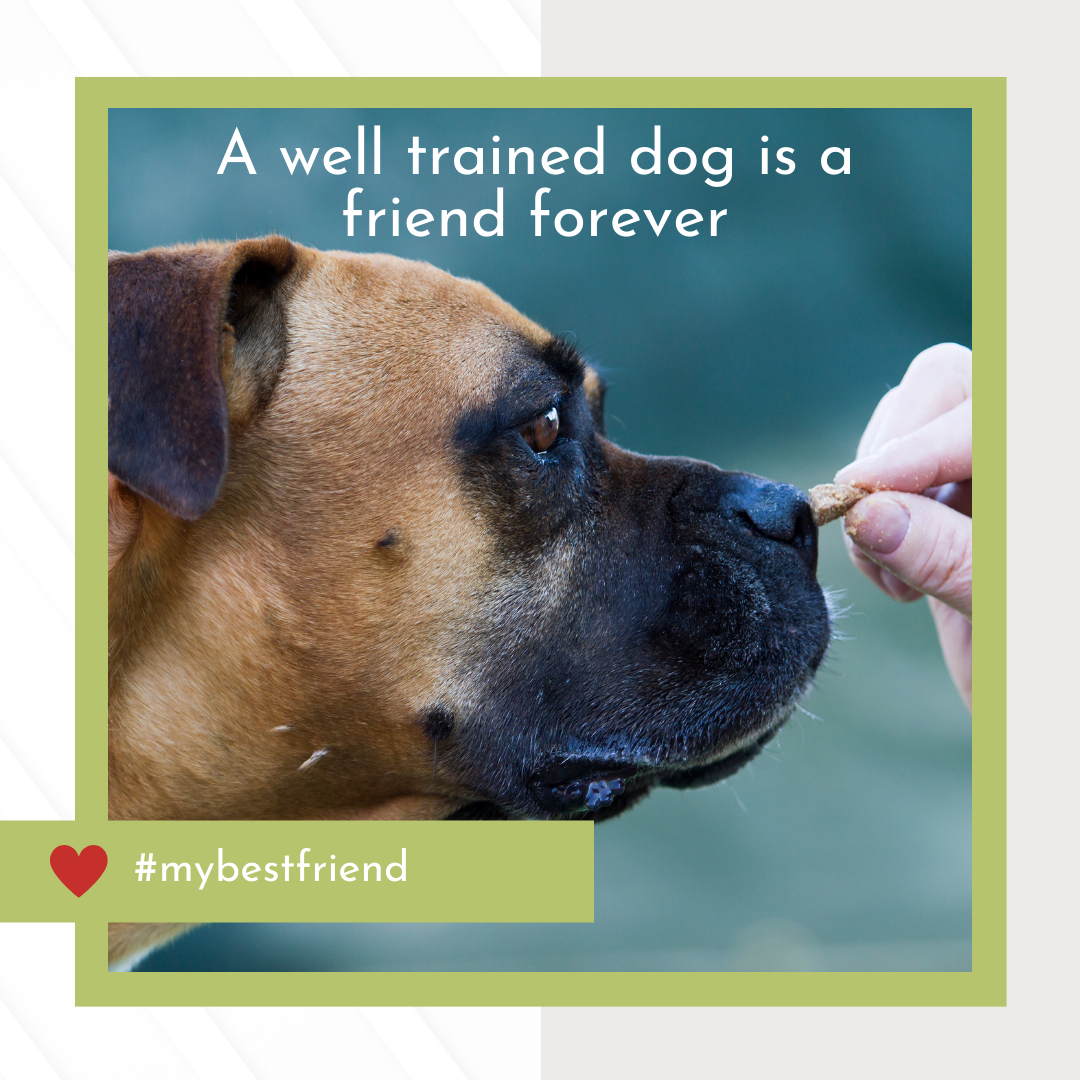 Dog Trainer Templates - package of 6